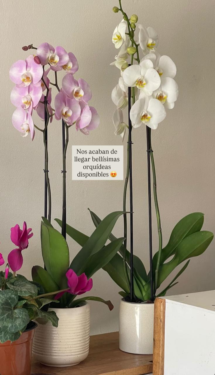 Orquídea con Base de Cerámica